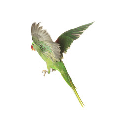 Beautiful Alexandrine parakeet flying isolated on white