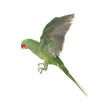 Beautiful Alexandrine parakeet flying isolated on white