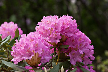 Flowers rhododendron in the garden in sunny day