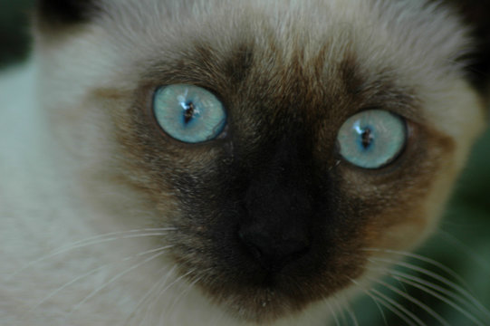 Cucciolo di gatto siamese