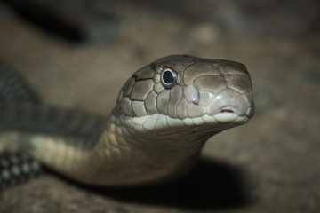King Cobra Snake