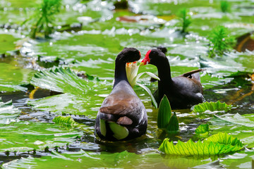 common moorhens nibbles at a water lily