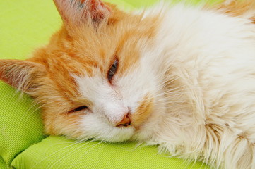 Ginger cat sleeping on soft green blanket, cozy home and relax concept. Cute little red kitten sleeps on light green cozy bed 