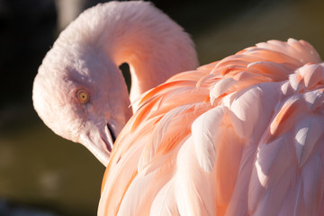 Fototapeta premium Pink gentle flamingo in sunlight. Beppu, Japan. Close up image