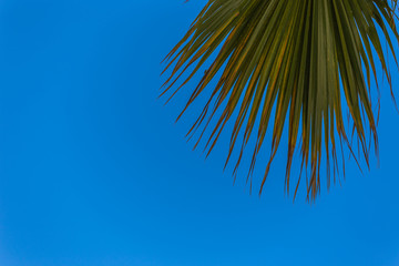Fototapeta na wymiar Palm tree leaf on a blue sky on a summer day