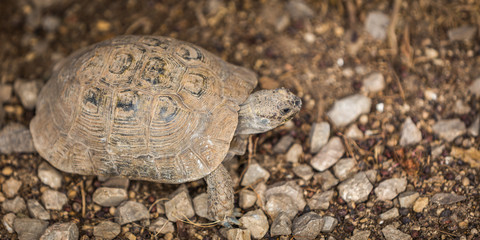 Turtle moving on little rocks in Fes Morocco