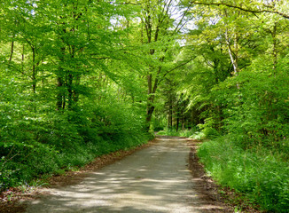 path in forest