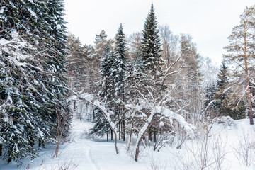 Beautiful winter in pine forest. Winter lanscape.