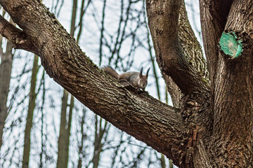 Squirrel with a nut in its paws in the park.