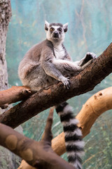 lemur on a branch
