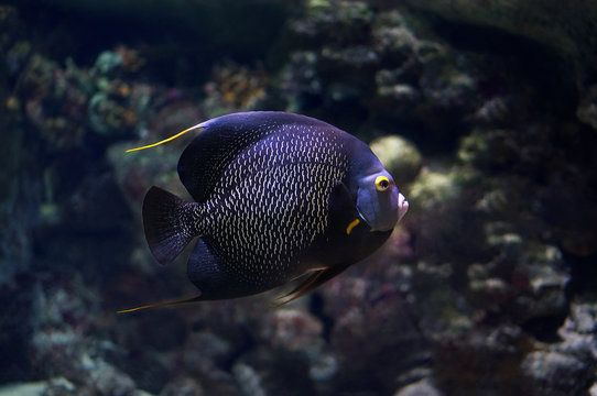 French Angelfish (Pomacanthus paru). Black angelfish with yellow stripes and long thin fin. Underwater photo