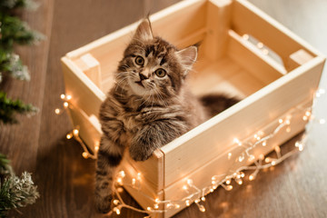 little cute brown kitten cat sitting in a wooden box with christmas lights new year theme