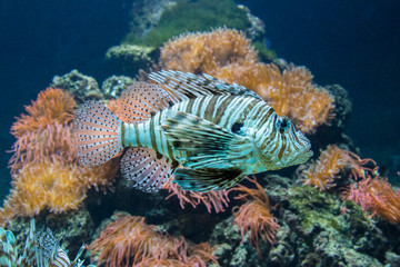 Lionfish between corals