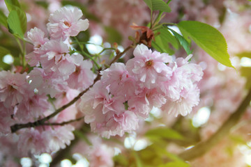 Blooming sakura trees in spring evening