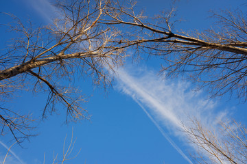 Nice blue sky framed by the silhouette of trees one winter morning.