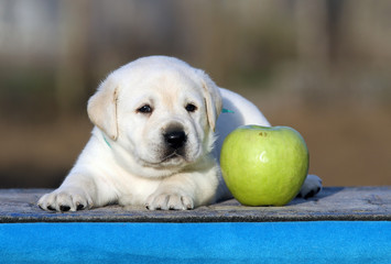 a labrador puppy on a blue background
