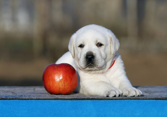 the labrador puppy on a blue background