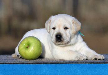 labrador puppy on a blue background