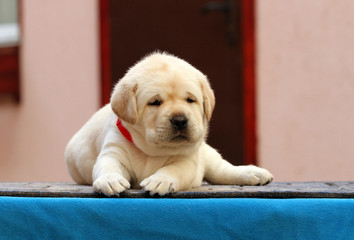the sweet labrador puppy on a blue background