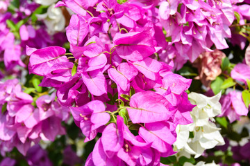 Tolle rosa Blüten in der Mittagssonne 