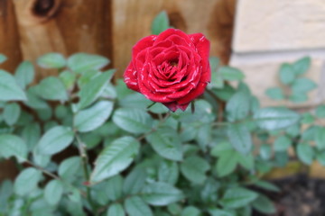 Red rose wonderful, the flower have a green leaf, in blur background. Macro