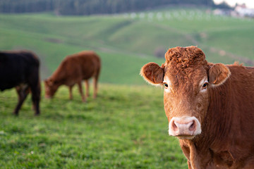 vaca primer plano