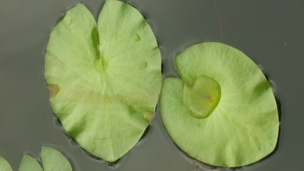 Fototapeta na wymiar exotic green leaves with raindrop