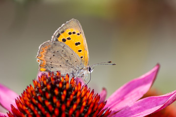 Common copper butterfly collecting nectar on a flower