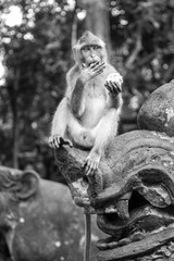 Monkey on Bali