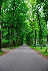Fototapeta na wymiar A road through the green tree tunnel in the province of Utrecht, Netherlands