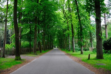 Fototapeta na wymiar A road through the green tree tunnel in the province of Utrecht, Netherlands