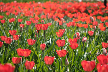 Fototapeta na wymiar Blühende rote Tulpen im Frühling auf einer Blumenwiese