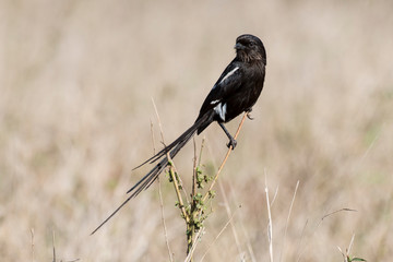Pie grièche, Urolestes melanoleucus, Corvinelle noir et blanc