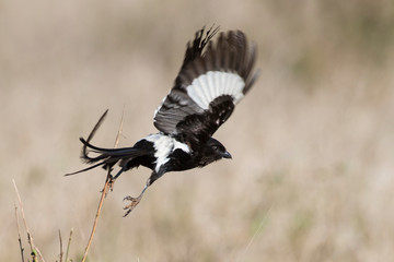 Pie grièche, Urolestes melanoleucus, Corvinelle noir et blanc