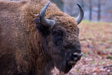 European bison in natural environment, Slovakia, Europe