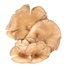 Mushrooms (Lentinus polychrous Lev.) isolated on white background, Top view