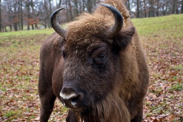 European bison in natural environment, Slovakia, Europe