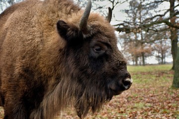 Fototapeta premium European bison in natural environment, Slovakia, Europe
