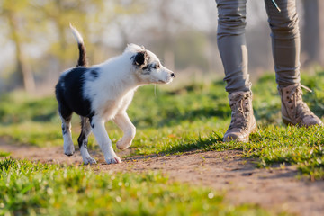 person walks with a cute mixed-breed puppy on a field path