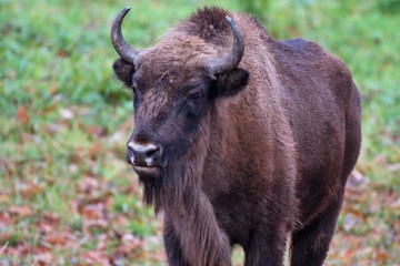 European bison in natural environment, Slovakia, Europe