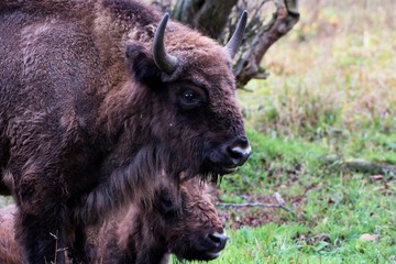 European bison in natural environment, Slovakia, Europe