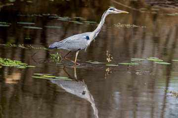 Héron cendré, avec poisson, Ardea cinerea, Grey Heron