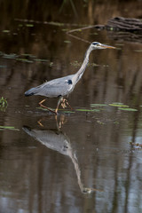 Héron cendré, avec poisson, Ardea cinerea, Grey Heron