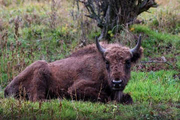 European bison in natural environment, Slovakia, Europe