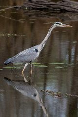 Héron cendré, avec poisson, Ardea cinerea, Grey Heron