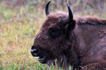 European bison in natural environment, Slovakia, Europe