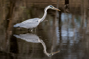 Héron cendré, avec poisson, Ardea cinerea, Grey Heron