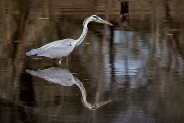 Héron cendré, avec poisson, Ardea cinerea, Grey Heron