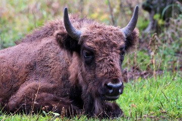 European bison in natural environment, Slovakia, Europe