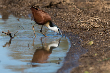 Jacana à poitrine dorée,.Actophilornis africanus, African Jacana, Parc national Kruger, Afrique du Sud